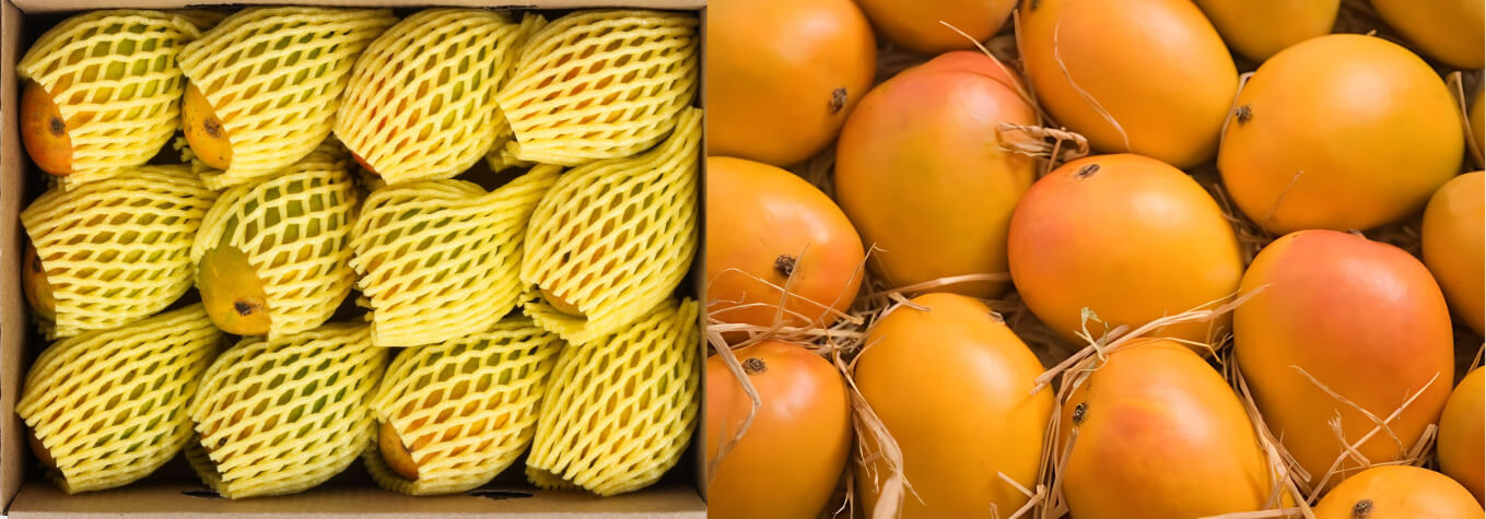 mango-1
